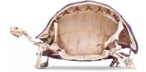 Inside a tortoise's shell. Credit: X / @AdaMcVean